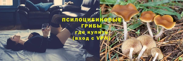 стаф Алзамай